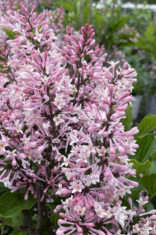  Dream Cloud Manchurian Lilac Bush - 3 Gallon Pot