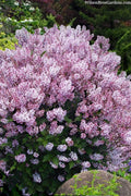  Dream Cloud Manchurian Lilac Bush - 3 Gallon Pot