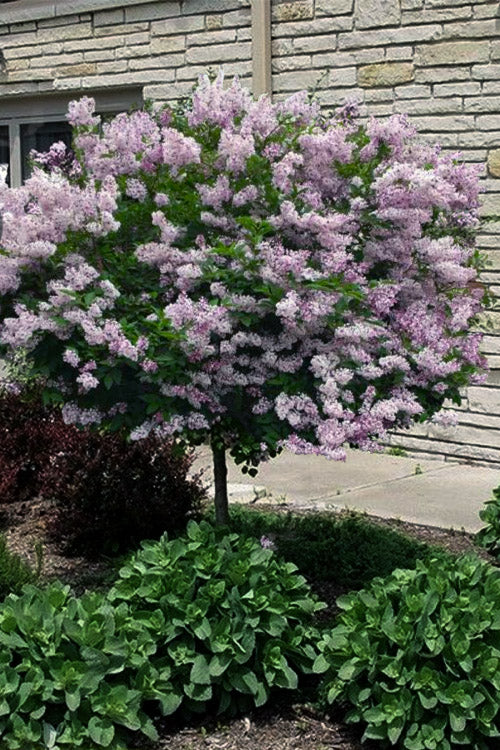  Miss Kim Lilac Tree (Single Trunk) - 7 Gallon Pot