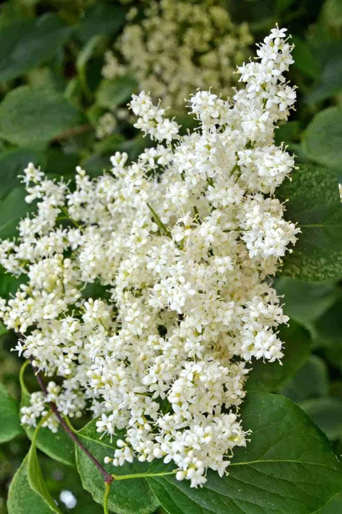 Japanese Giant Tree Lilac - 7 Gallon Pot