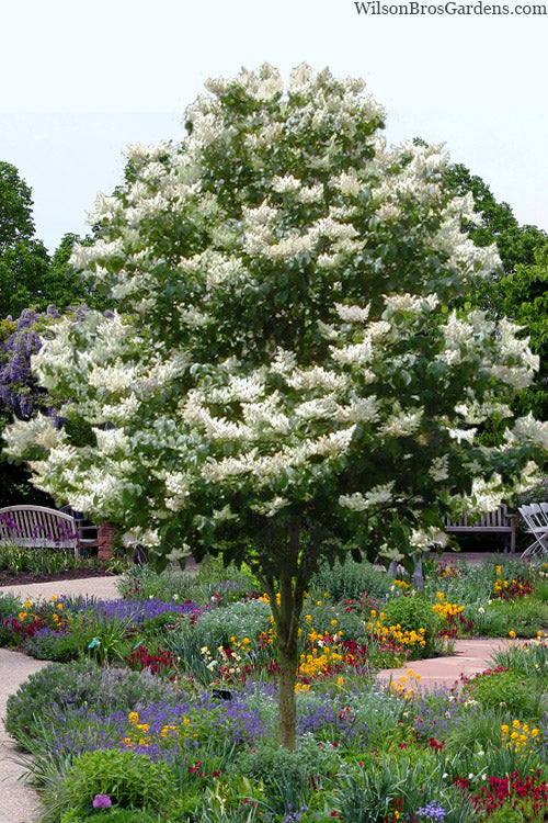  Japanese Giant Tree Lilac - 7 Gallon Pot