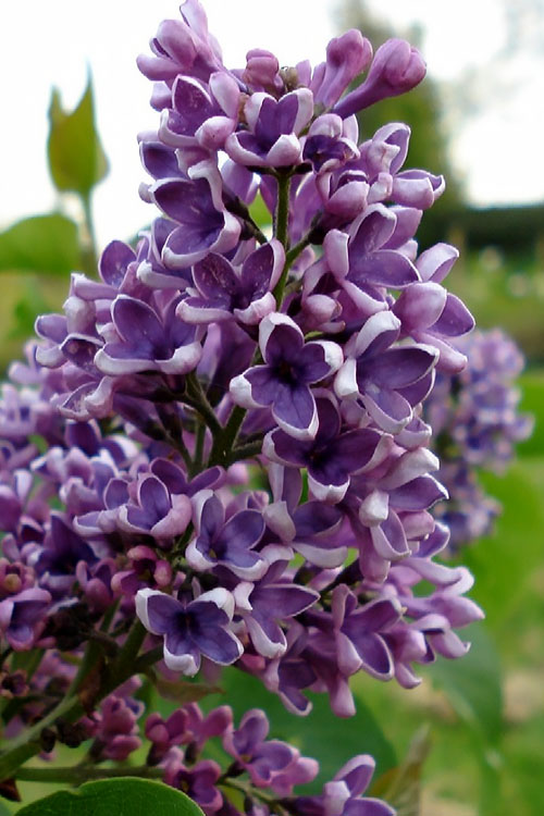  Albert F. Holden Purple French Lilac (Syringa) - 3 Gallon Pot