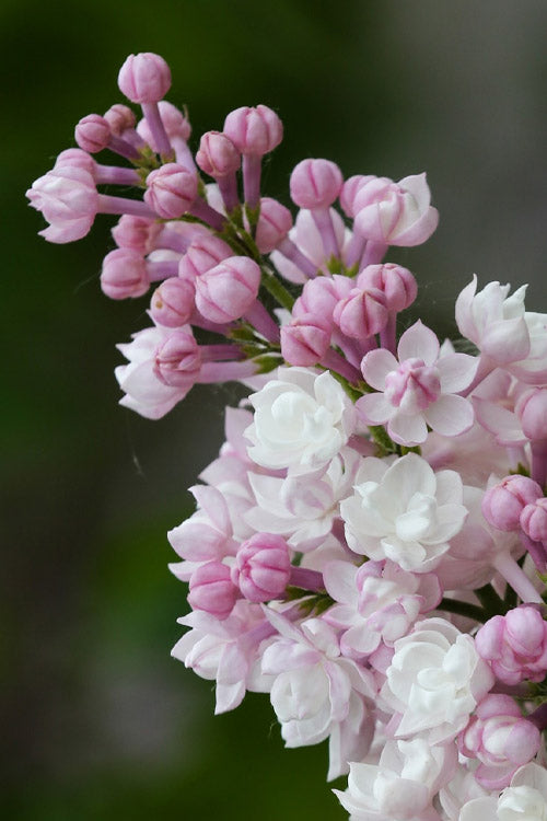  Beauty Of Moscow Lilac Bush - 1 Gallon Pot