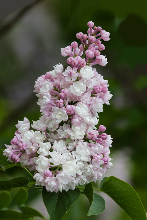  Beauty Of Moscow Lilac Bush - 1 Gallon Pot