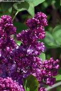  Congo French Lilac - 3 Gallon Pot