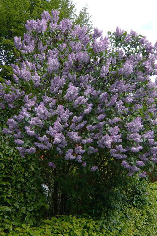  Katherine Havemeyer French Lilac (Syringa) - 2 Gallon Pot
