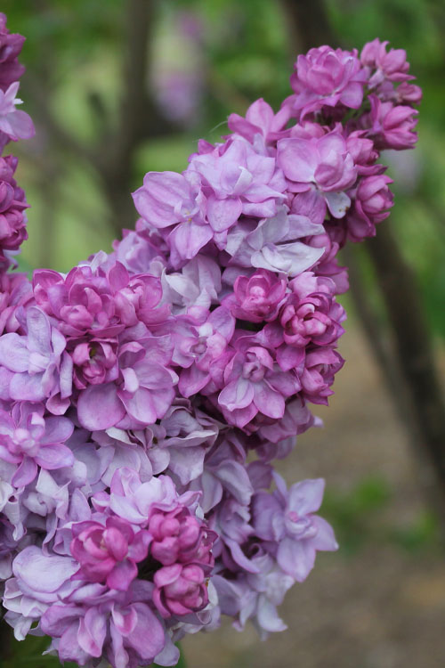  Katherine Havemeyer French Lilac (Syringa) - 2 Gallon Pot