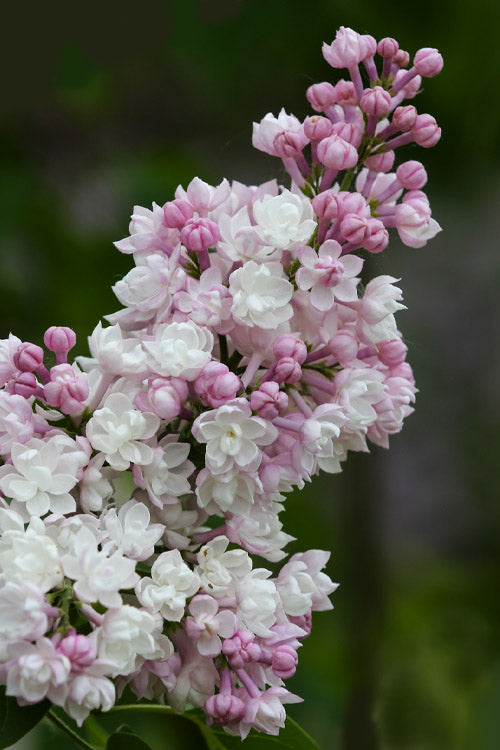  Beauty Of Moscow Lilac Bush - 1 Gallon Pot