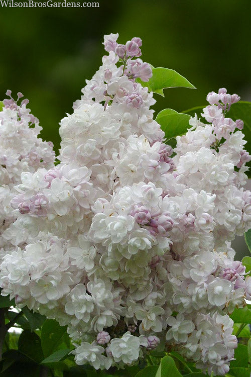  Beauty Of Moscow Lilac Bush - 1 Gallon Pot