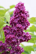  Ludwig Spaeth French Lilac (Syringa) - 7 Gallon Pot