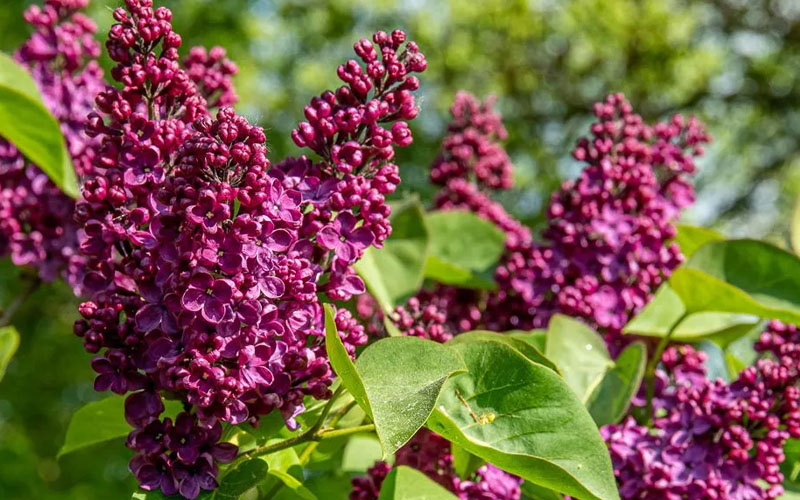  Ludwig Spaeth French Lilac (Syringa) - 3 Gallon Pot
