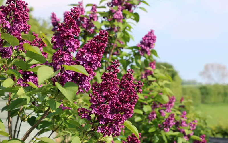  Ludwig Spaeth French Lilac (Syringa) - 3 Gallon Pot