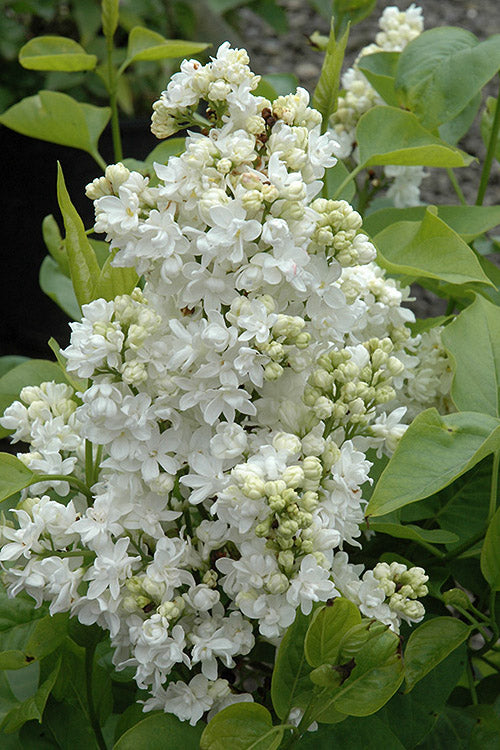  Madame Lemoine White Double French Lilac (Syringa) - 2 Gallon Pot