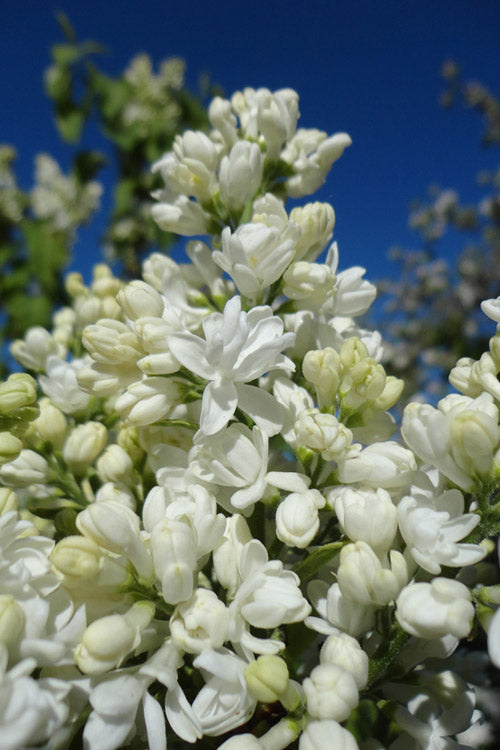  Madame Lemoine White Double French Lilac (Syringa) - 2 Gallon Pot