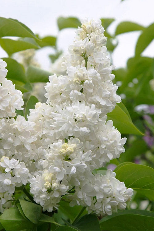  Madame Lemoine White Double French Lilac (Syringa) - 3 Gallon Pot