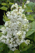  Madame Lemoine White Double French Lilac (Syringa) - 3 Gallon Pot
