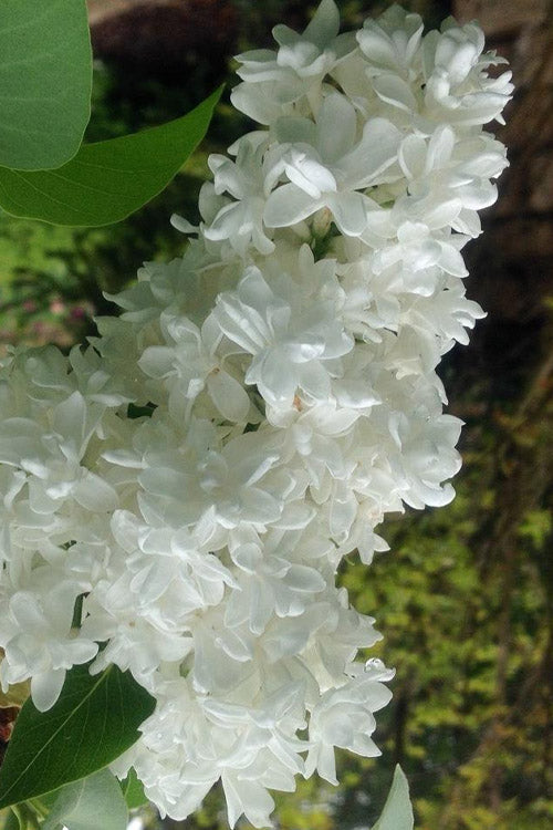 Madame Lemoine White Double French Lilac (Syringa) - 2 Gallon Pot