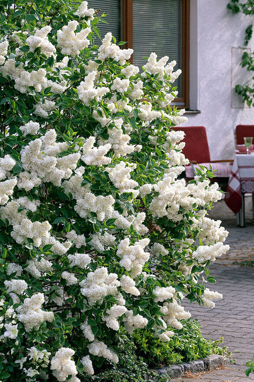  Madame Lemoine White Double French Lilac (Syringa) - 3 Gallon Pot