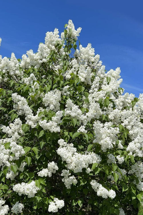  Madame Lemoine White Double French Lilac (Syringa) - 2 Gallon Pot