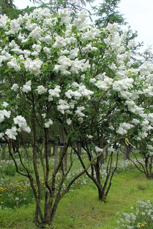  Madame Lemoine White Double French Lilac (Syringa) - 3 Gallon Pot