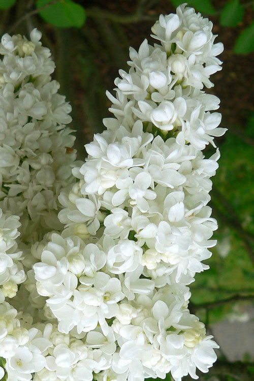  Miss Ellen Willmott White French Lilac (Syringa Vulgaris) - 3 Gallon Pot