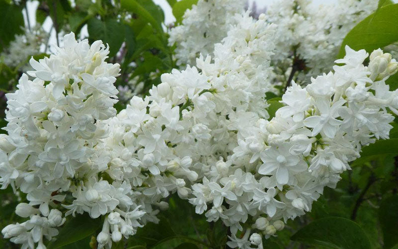  Miss Ellen Willmott White French Lilac (Syringa Vulgaris) - 3 Gallon Pot
