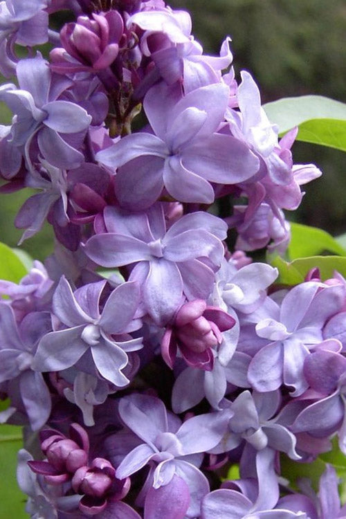  Nadezhda Lilac Bush - 6 Pack Of 1 Gallon Pots