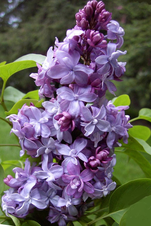 Nadezhda Lilac Bush - 6 Pack Of 1 Gallon Pots