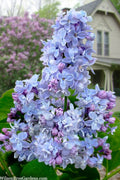  President Grevy French Lilac (Syringa) - 7 Gallon Pot