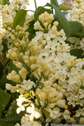  Primrose Yellow French Lilac (Syringa) - 2 Gallon Pot