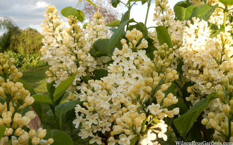  Primrose Yellow French Lilac (Syringa) - 2 Gallon Pot