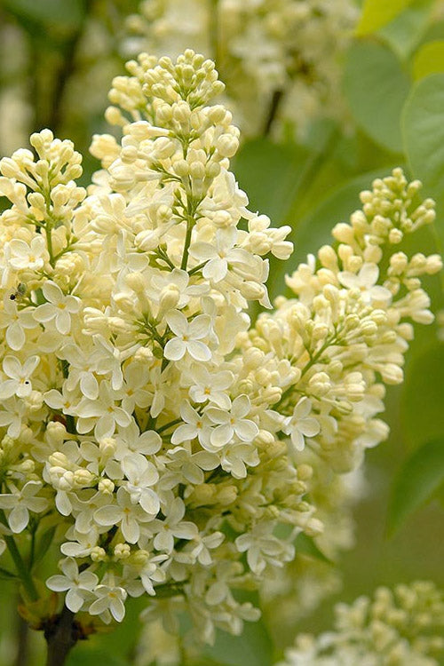  Primrose Yellow French Lilac (Syringa) - 2 Gallon Pot