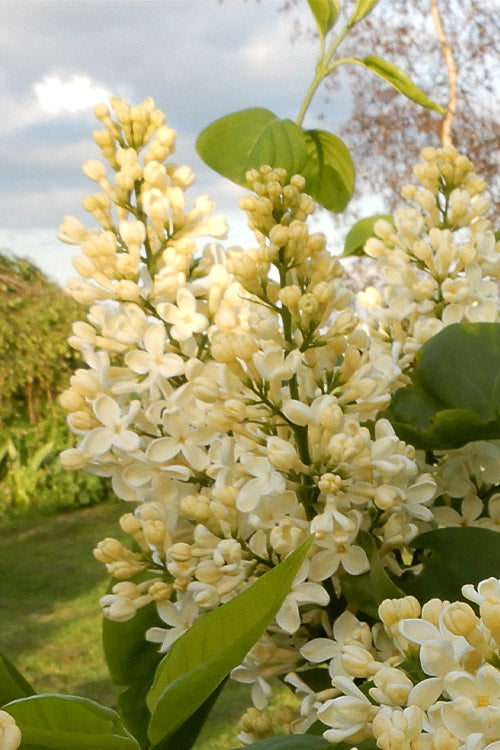  Primrose Yellow French Lilac (Syringa) - 2 Gallon Pot