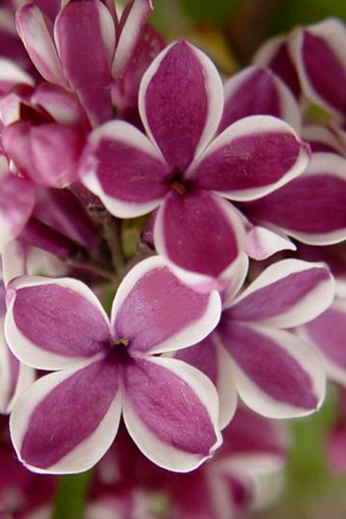  Sensation French Lilac (Syringa) - 7 Gallon Pot