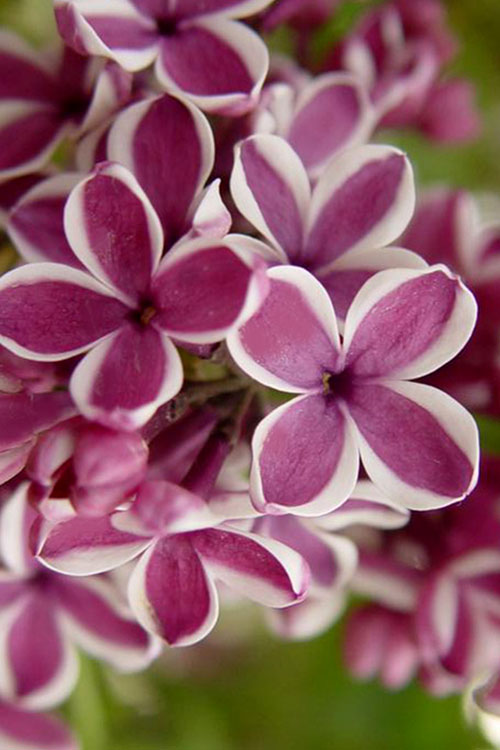  Sensation French Lilac (Syringa) - 7 Gallon Pot