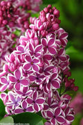  Sensation French Lilac (Syringa) - 1 Gallon Pot