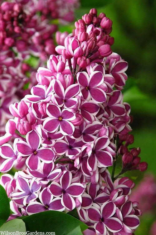  Sensation French Lilac (Syringa) - 7 Gallon Pot