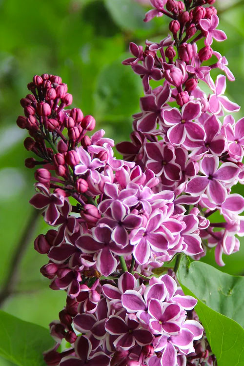  Sensation French Lilac (Syringa) - 1 Gallon Pot