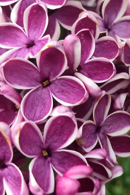  Sensation French Lilac (Syringa) - 7 Gallon Pot