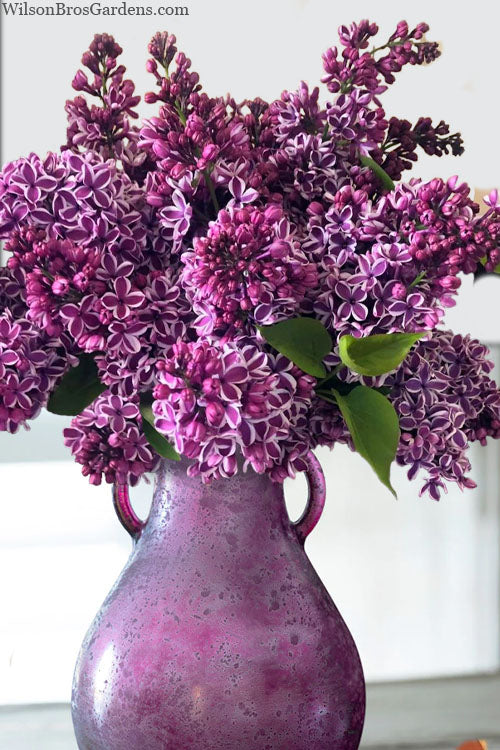  Sensation French Lilac (Syringa) - 1 Gallon Pot