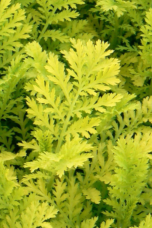  Isla Gold Tansy (Tanacetum) - 1 Gallon Pot