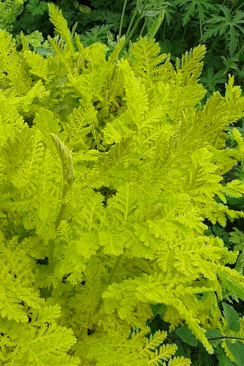  Isla Gold Tansy (Tanacetum) - 1 Gallon Pot
