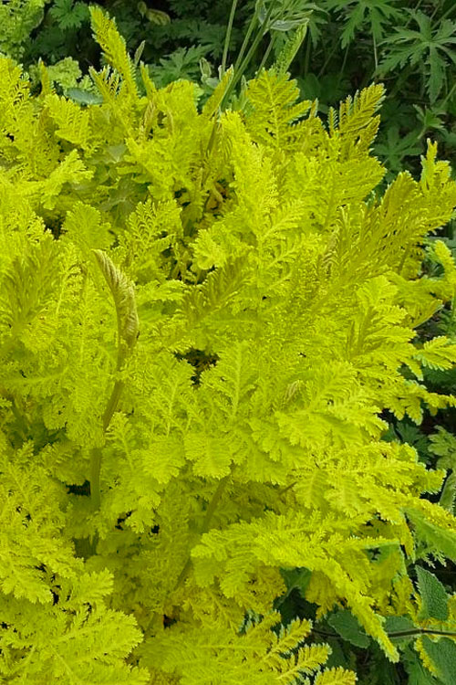  Isla Gold Tansy (Tanacetum) - 1 Gallon Pot