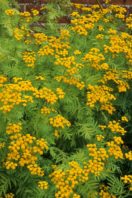  Isla Gold Tansy (Tanacetum) - 1 Gallon Pot