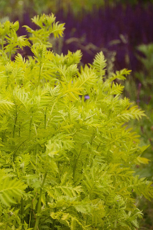  Isla Gold Tansy (Tanacetum) - 1 Gallon Pot