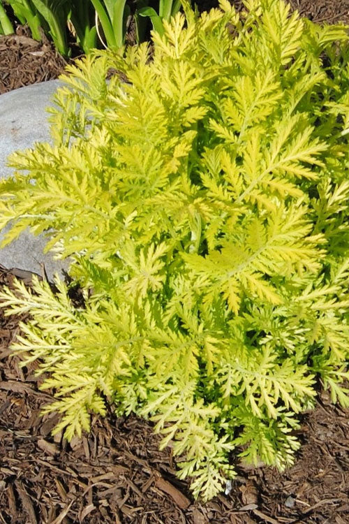  Isla Gold Tansy (Tanacetum) - 1 Gallon Pot