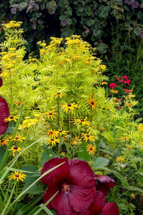  Isla Gold Tansy (Tanacetum) - 1 Gallon Pot