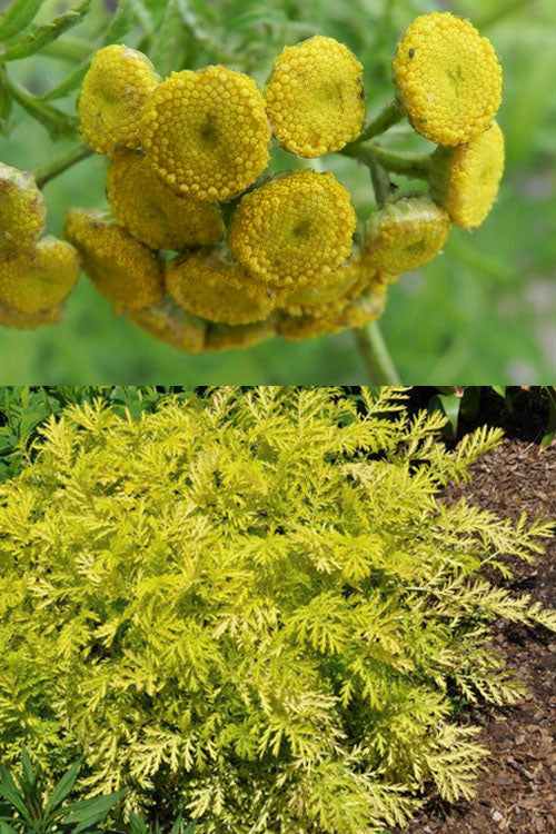  Isla Gold Tansy (Tanacetum) - 1 Gallon Pot