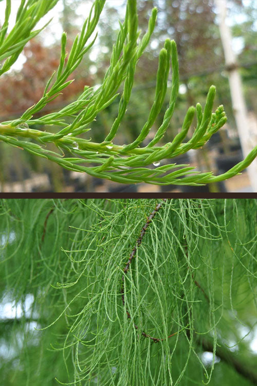  Debonair Pond Cypress Tree - 3 Gallon Pot