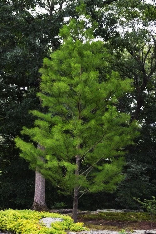  Debonair Pond Cypress Tree - 3 Gallon Pot